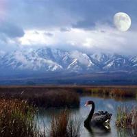 寓言故事三人成虎观后感锦集