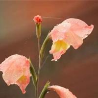 敬畏自然读后感写一句总汇