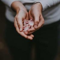 荷兰寻宝记读后感200字汇集