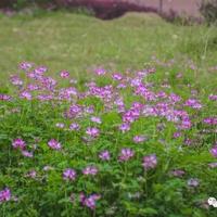 读后感蜘蛛侠英语汇合