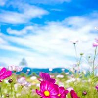 灰雀的读后感500字摘录