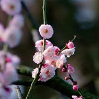 电影烈火雄心观后感一百字总汇