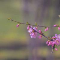 祝你梦想成真读后感合集
