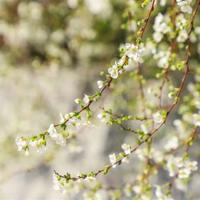 鼠小弟读后感420字汇聚