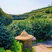 杀破狼小说读后感汇合