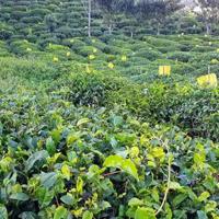 电影《童心》观后感选录