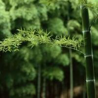 全国阅兵仪式观后感整理