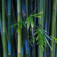 9月3日大阅兵观后感选录