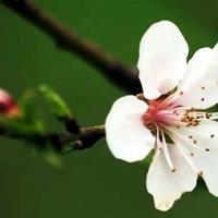 狼人杀观后感200字集合