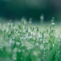 佳茗似佳人观后感总汇