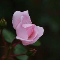 逍遥津渡津桥观后感合计