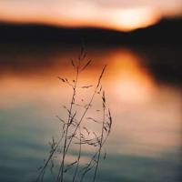 红色基因《赛虎》观后感集锦