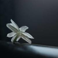 黄金与人类读后感集锦