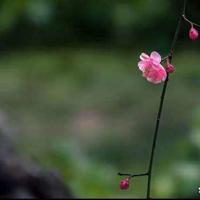 长袜子皮皮读后感500精选