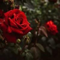 看完电影赤壁下的读后感汇合