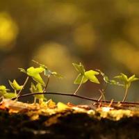 濮阳市快乐童星观后感汇编