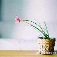 爬山虎的脚读后感细选