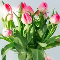 小汉斯读后感400字汇聚