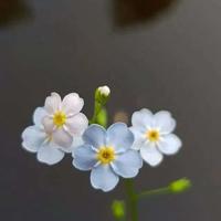 我的小淘气观后感汇合