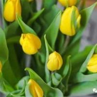 格桑花观后感100字汇合