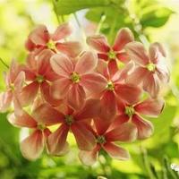 少数派报告小说读后感细选