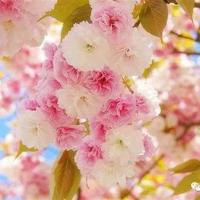 刘三姐手写观后感聚集