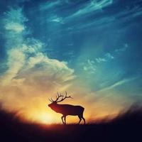 四合院暴风雪行动读后感汇合