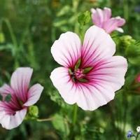 旗帜12集纪录片观后感合计