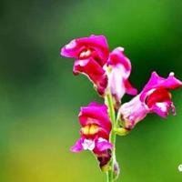 生命生命读后感250字汇聚