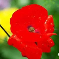 华罗庚大揭秘观后感精选