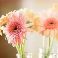 红辣椒读后感60字集合