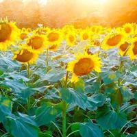 在自然中生活的观后感汇编