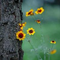 红星别动队读后感开头细选