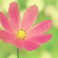 寻访夏商周读后感100字整理