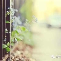 缝纫鸟读后感范文100字合集