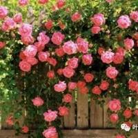 舒婷真水无香读后感聚集