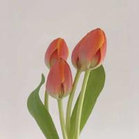 喜鹊的发现读后感汇聚