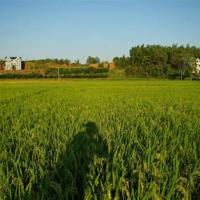 叛逆的鲁鲁修观后感汇合