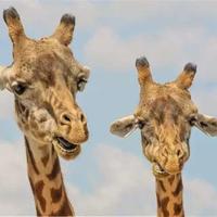 读后感岳飞精忠报国汇编