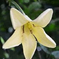 蜗牛个玫瑰树读后感摘录