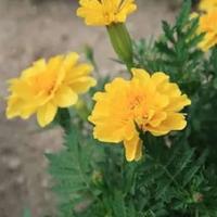 二年级唐豆豆读后感400选录