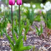 读呼兰河传读后感五年级整理