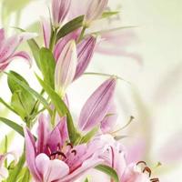 给姥姥的一封信姥姥读后感合集