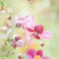 唐诗里的中国读后感50字集合