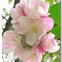 《美丽中国梦》的读后感汇合