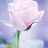 精灵旅社观后感文章汇聚