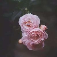 抗战疫情表彰大会观后感锦集