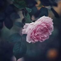 中国梦读后感600字集合