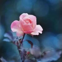 灵境宝地之黄帝铸鼎观后感锦集