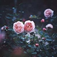 幼儿百问百答读后感汇集